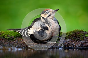 Great Spotted Woodpecker, detail close-up portrait of bird head with red cap, black and white animal in the forest habitat, clear