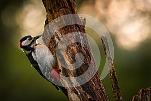 Great Spotted Woodpecker, detail close-up portrait of birds head with red cap. Black and white animal in the forest habitat with