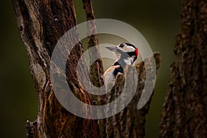 Great Spotted Woodpecker, detail close-up portrait of birds head with red cap. Black and white animal in the forest habitat with