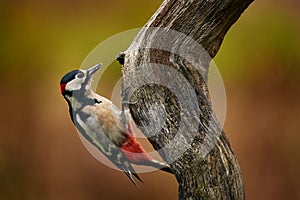 Great Spotted Woodpecker, detail close-up portrait of birds head with red cap. Black and white animal in the forest habitat with