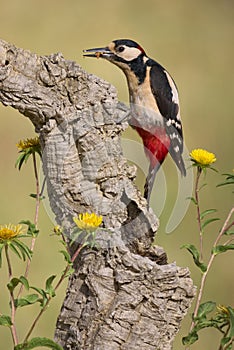 Great spotted woodpecker - Picapau malhado grande -  Dendrocopos major photo