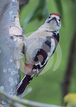 Great spotted woodpecker facing the camera