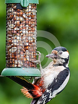 Great spotted woodpecker feeding at a peanut feeder.