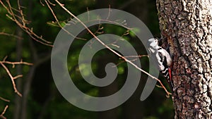 great spotted woodpecker feeds its offspring