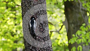 Great spotted woodpecker feeds its offspring