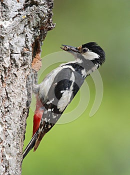 Great Spotted Woodpecker female photo