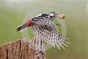 Great spotted woodpecker in flight with captured walnut in the beak