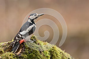 Great spotted woodpecker