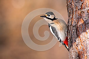 Great spotted woodpecker griping to the tree in garden and looking aside