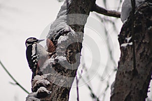 Great Spotted Woodpecker in Harz Mountains National Park, Germany. Animal theme. Woodpecker drumming on tree in winter season