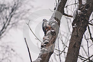 Great Spotted Woodpecker in Harz Mountains National Park, Germany. Animal theme. Woodpecker drumming on tree in winter season