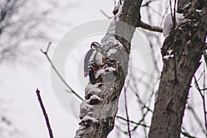 Great Spotted Woodpecker in Harz Mountains National Park, Germany. Animal theme. Woodpecker drumming on tree in winter season