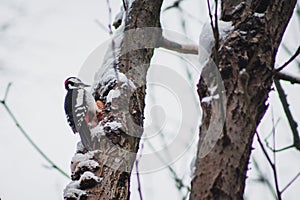 Great Spotted Woodpecker in Harz Mountains National Park, Germany. Animal theme. Woodpecker drumming on tree in winter season