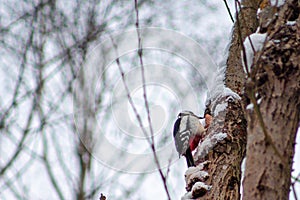 Great Spotted Woodpecker in Harz Mountains National Park, Germany. Animal theme. Woodpecker drumming on tree in winter season