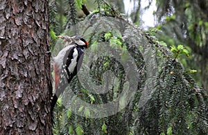 Great spotted woodpecker with insects