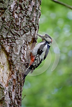 Great spotted woodpecker with insects