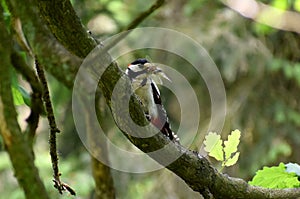 Great spotted woodpecker with insects