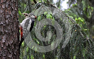 Great spotted woodpecker with insects