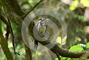 Great spotted woodpecker with insects