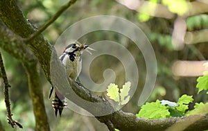 Great spotted woodpecker with insects