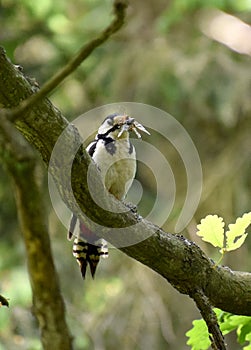 Great spotted woodpecker with insects