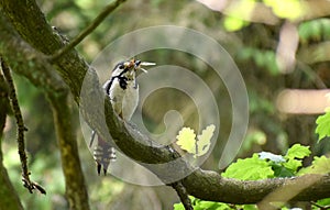 Great spotted woodpecker with insects