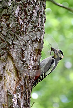 Great spotted woodpecker with insects