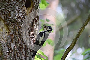 Great spotted woodpecker with insects