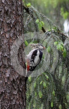 Great spotted woodpecker with insects