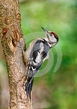 Great Spotted Woodpecker Juvenile - Dendrocopos major climbing a tree.