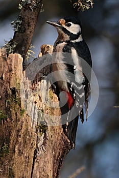 Great spotted woodpecker on a lichen covered branch.