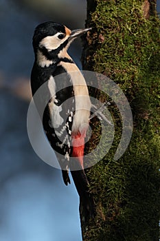 Great spotted woodpecker on a lichen covered branch.