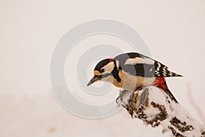 Great spotted Woodpecker looking