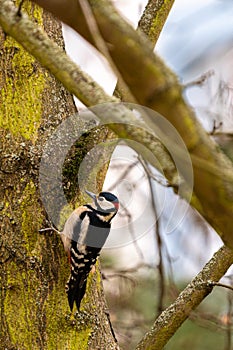 Great spotted woodpecker looking for some beatles