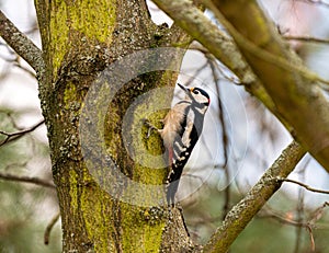 Great spotted woodpecker looking for some beatles