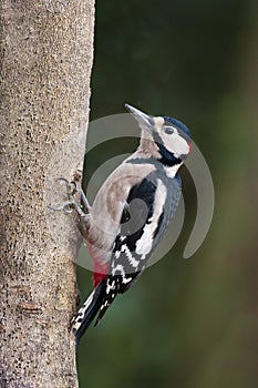 Great Spotted Woodpecker (Male)