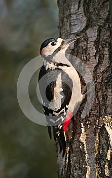 Great Spotted Woodpecker (Male)