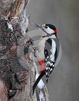 Great Spotted Woodpecker male photo