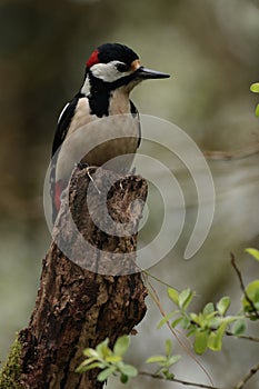 Great spotted woodpecker on a moss covered branch.