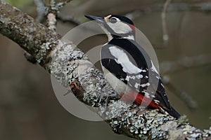 Great spotted woodpecker on a moss covered branch.