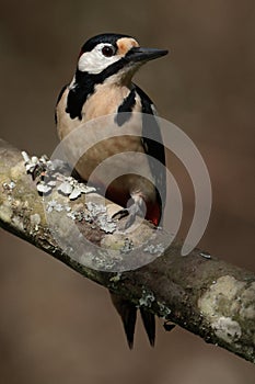 Great spotted woodpecker on a moss covered branch.