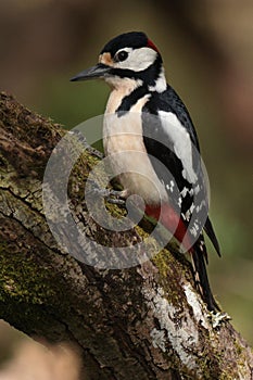 Great spotted woodpecker on a moss covered branch.