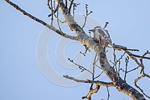 Great Spotted Woodpecker Perched on a Branch