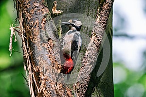 Great spotted woodpecker perching on the perforated bark