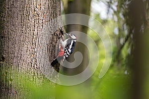 Great spotted woodpecker perching on the tree trunk next to the nest hole