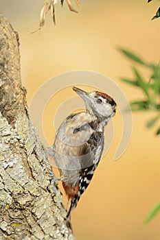 Great spotted woodpecker - Picapau malhado grande -  Dendrocopos major photo