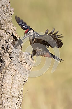 Great spotted woodpecker - Picapau malhado grande -  Dendrocopos major photo
