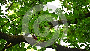 A great spotted woodpecker Picoides major on a branch high in the treetop is cleaning itself