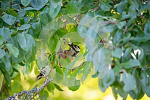 great spotted woodpecker in plumtree eating plums