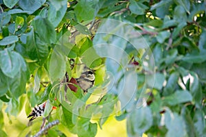 great spotted woodpecker in plumtree eating plums